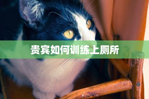 貴賓如何訓練上廁所