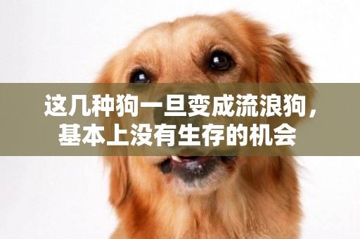 這幾種狗一旦變成流浪狗，基本上沒有生存的機會 