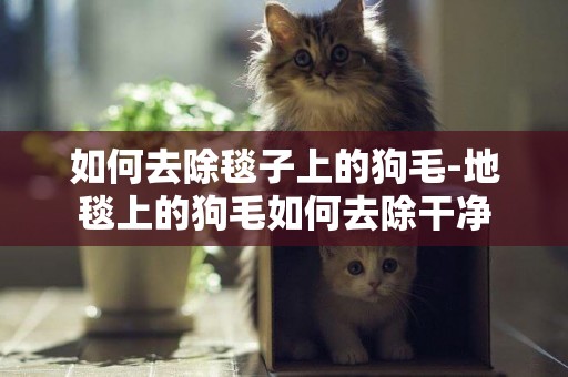 如何去除毯子上的狗毛-地毯上的狗毛如何去除干凈