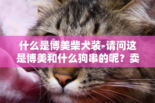 什么是博美柴犬裝-請問這是博美和什么狗串的呢？賣家說是博美，不會是跟土狗串的吧？