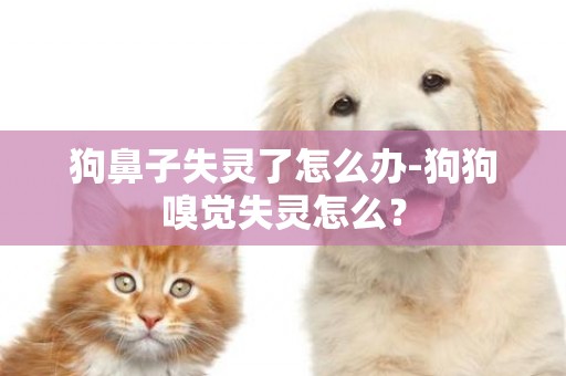 狗鼻子失靈了怎么辦-狗狗嗅覺失靈怎么？