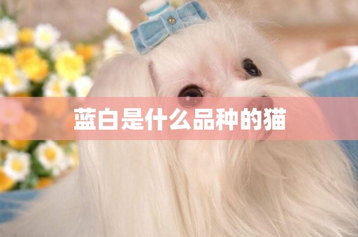 藍白是什么品種的貓
