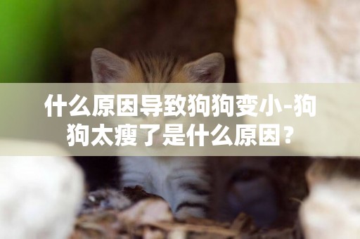 什么原因導致狗狗變小-狗狗太瘦了是什么原因？