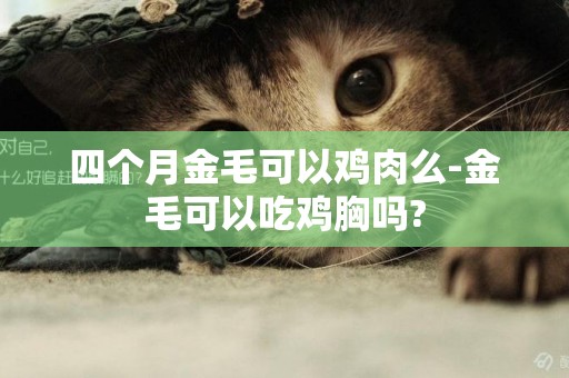 四個月金毛可以雞肉么-金毛可以吃雞胸嗎?