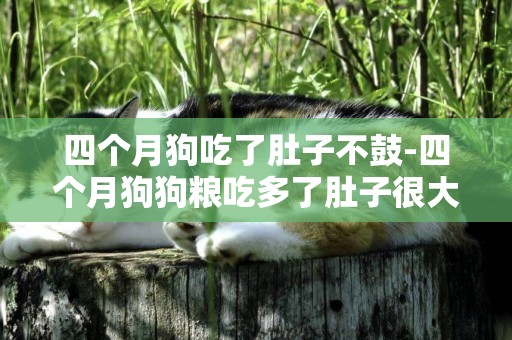 四個月狗吃了肚子不鼓-四個月狗狗糧吃多了肚子很大，脹氣怎么辦？
