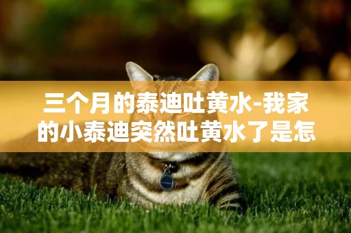 三個月的泰迪吐黃水-我家的小泰迪突然吐黃水了是怎么回事