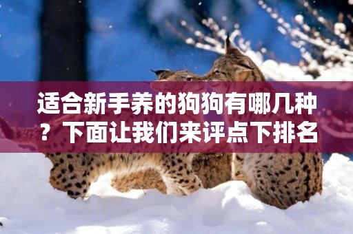 適合新手養的狗狗有哪幾種？下面讓我們來評點下排名前十的狗狗。 