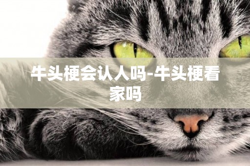 牛頭梗會認人嗎-牛頭梗看家嗎