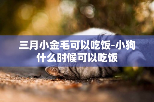 三月小金毛可以吃飯-小狗什么時候可以吃飯