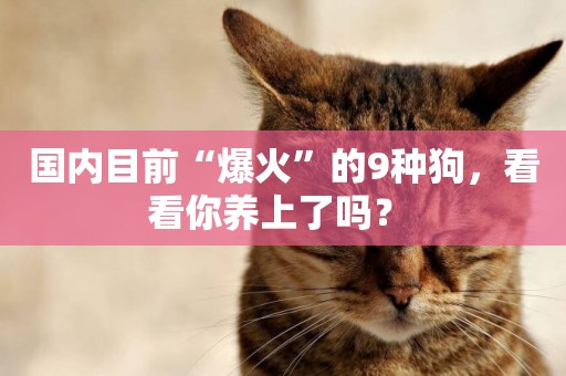 國內目前“爆火”的9種狗，看看你養上了嗎？ 