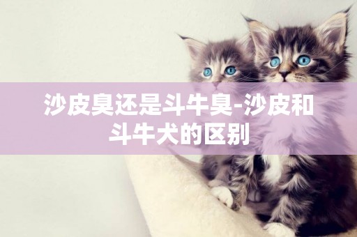 沙皮臭還是斗牛臭-沙皮和斗牛犬的區別