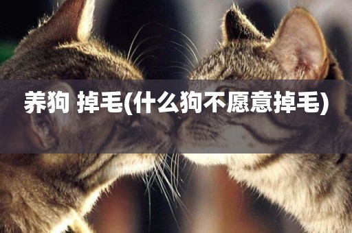 養狗 掉毛(什么狗不愿意掉毛) 