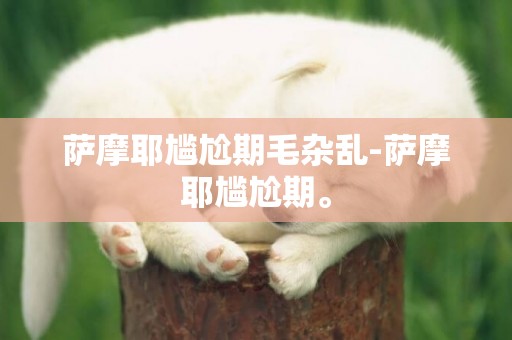 薩摩耶尷尬期毛雜亂-薩摩耶尷尬期。