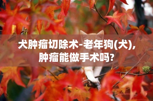 犬腫瘤切除術-老年狗(犬),腫瘤能做手術嗎?