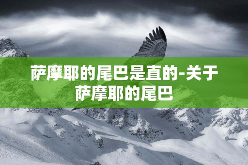 薩摩耶的尾巴是直的-關于薩摩耶的尾巴