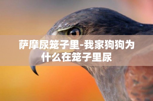 薩摩尿籠子里-我家狗狗為什么在籠子里尿