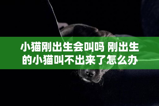 小貓剛出生會叫嗎 剛出生的小貓叫不出來了怎么辦