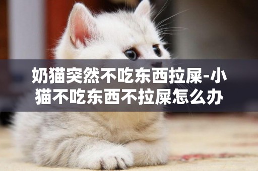 奶貓突然不吃東西拉屎-小貓不吃東西不拉屎怎么辦