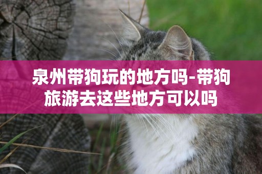 泉州帶狗玩的地方嗎-帶狗旅游去這些地方可以嗎