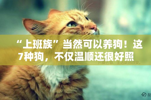 “上班族”當然可以養狗！這7種狗，不僅溫順還很好照顧 