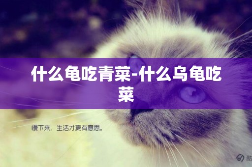 什么龜吃青菜-什么烏龜吃菜