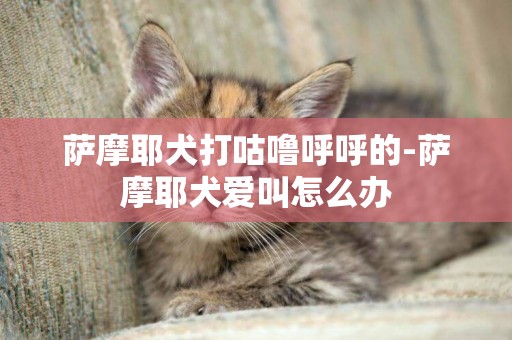 薩摩耶犬打咕嚕呼呼的-薩摩耶犬愛叫怎么辦