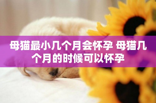 母貓最小幾個月會懷孕 母貓幾個月的時候可以懷孕