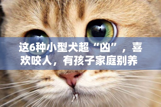 這6種小型犬超“兇”，喜歡咬人，有孩子家庭別養 
