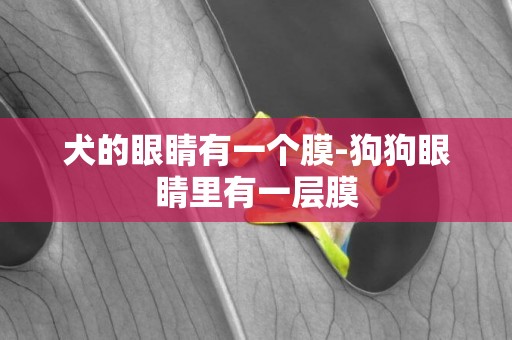 犬的眼睛有一個膜-狗狗眼睛里有一層膜