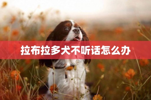 拉布拉多犬不聽話怎么辦