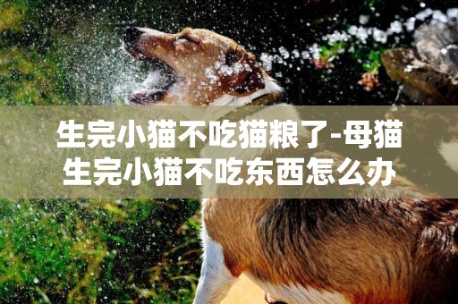 生完小貓不吃貓糧了-母貓生完小貓不吃東西怎么辦