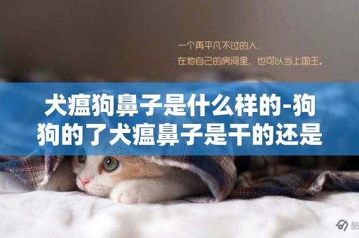 犬瘟狗鼻子是什么樣的-狗狗的了犬瘟鼻子是干的還是濕的