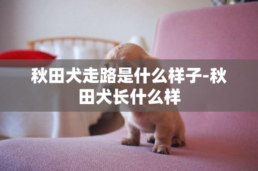 秋田犬走路是什么樣子-秋田犬長什么樣