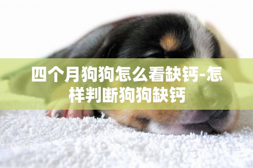 四個月狗狗怎么看缺鈣-怎樣判斷狗狗缺鈣