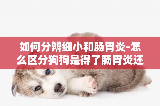 如何分辨細小和腸胃炎-怎么區分狗狗是得了腸胃炎還是細小病菌？