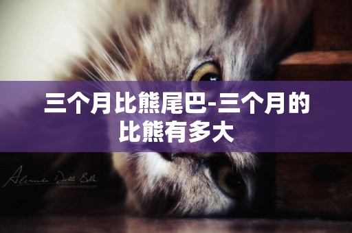 三個月比熊尾巴-三個月的比熊有多大
