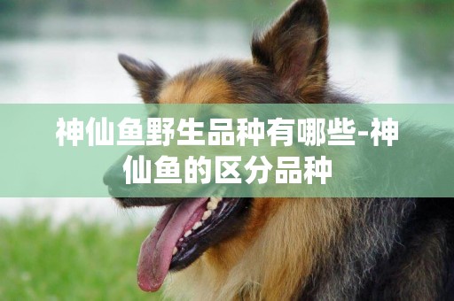 神仙魚野生品種有哪些-神仙魚的區分品種