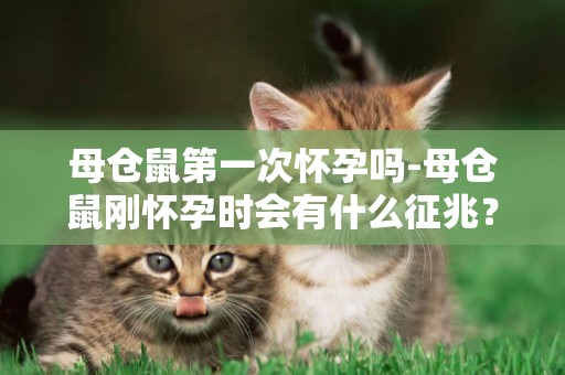 母倉鼠第一次懷孕嗎-母倉鼠剛懷孕時會有什么征兆？