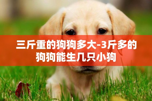 三斤重的狗狗多大-3斤多的狗狗能生幾只小狗
