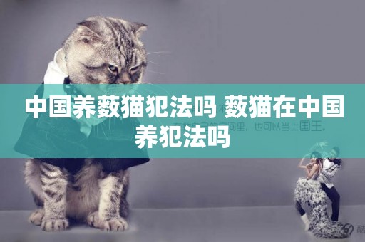 中國養藪貓犯法嗎 藪貓在中國養犯法嗎