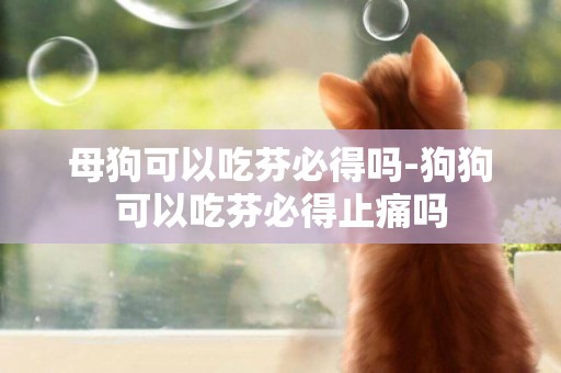 母狗可以吃芬必得嗎-狗狗可以吃芬必得止痛嗎