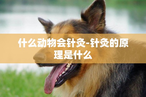 什么動物會針灸-針灸的原理是什么