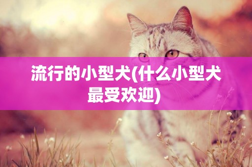 流行的小型犬(什么小型犬最受歡迎) 