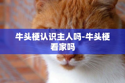 牛頭梗認識主人嗎-牛頭梗看家嗎