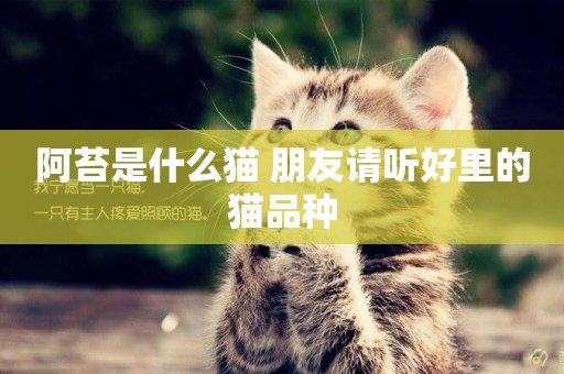 阿苔是什么貓 朋友請聽好里的貓品種
