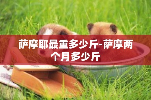 薩摩耶最重多少斤-薩摩兩個月多少斤