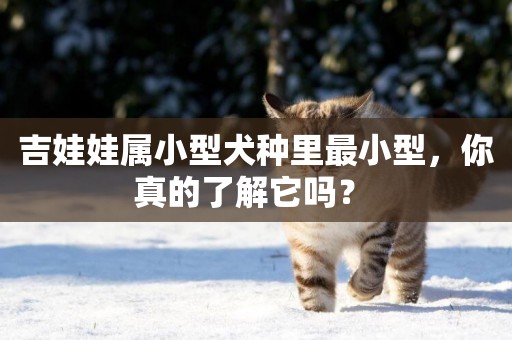 吉娃娃屬小型犬種里最小型，你真的了解它嗎？ 