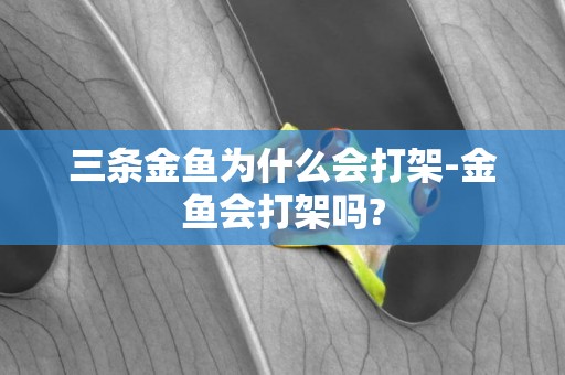 三條金魚為什么會打架-金魚會打架嗎?