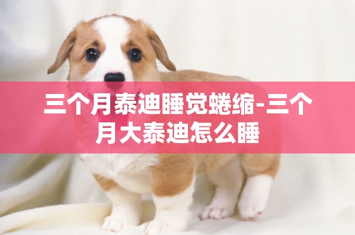 三個月泰迪睡覺蜷縮-三個月大泰迪怎么睡