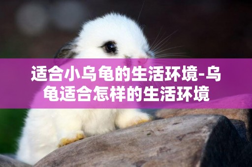 適合小烏龜的生活環境-烏龜適合怎樣的生活環境